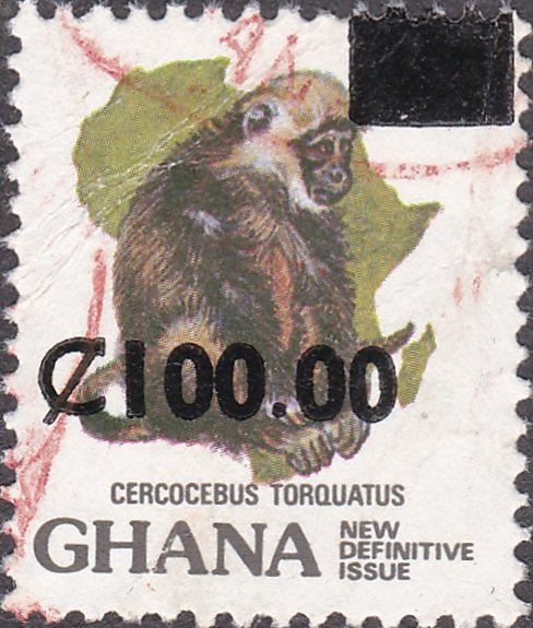 Collared Mangabey (Cercocebus torquatus)