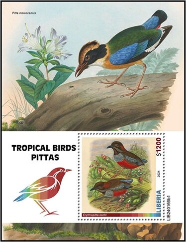 Erythropitta kochi