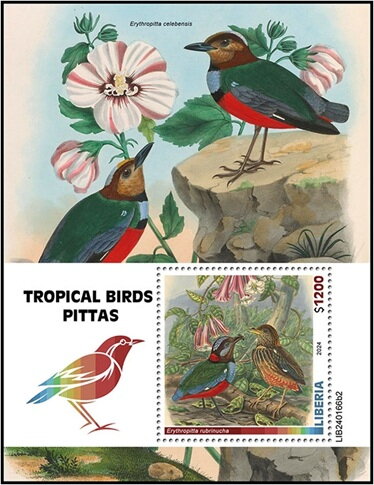 Erythropitta rubrinucha