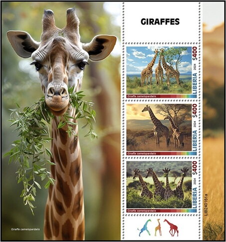 Giraffes