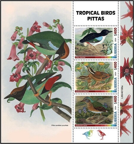 Tropical Birds Pittas