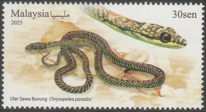 Paradise Flying Snake (Chrysopelea paradisi)
