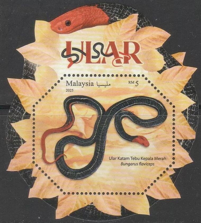 Red-Headed Krait (Bungarus flaviceps)