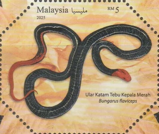 Red-Headed Krait (Bungarus flaviceps)