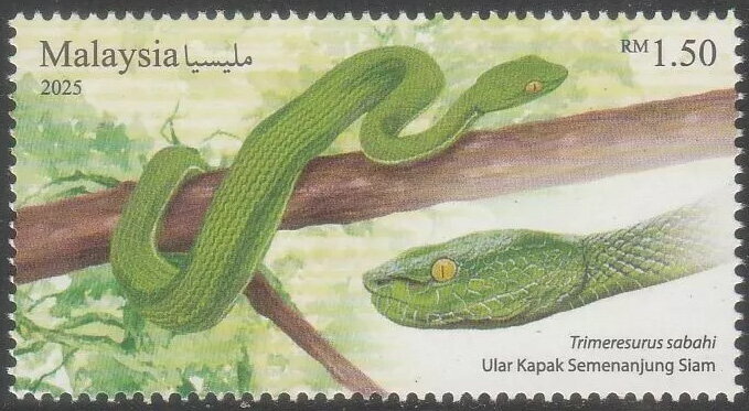 Sabah Pit Viper (Trimeresurus sabahi)