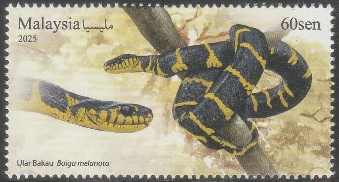 Western Mangrove Cat Snake (Boiga melanota)