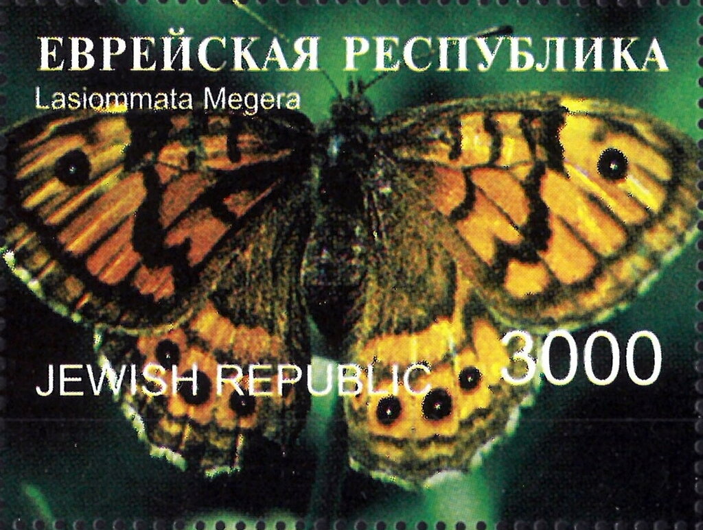 Wall Brown (Lasiommata megera)