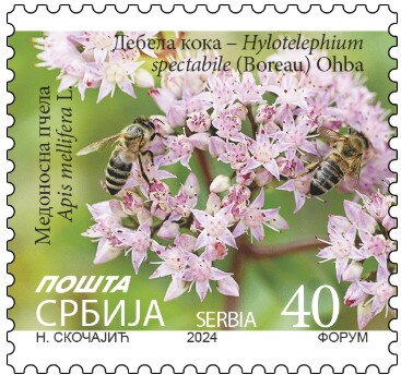 Butterfly Stonecrop (Hylotelephium spectabile) 2024 Imprint