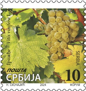 Grapes (2024 imprint)