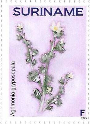 Stamp, Agrimonia gryposepala, Suriname,  , Flowers