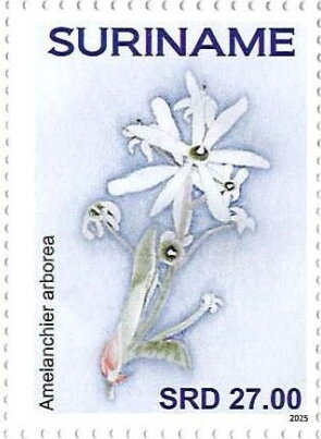 Amelanchier arborea