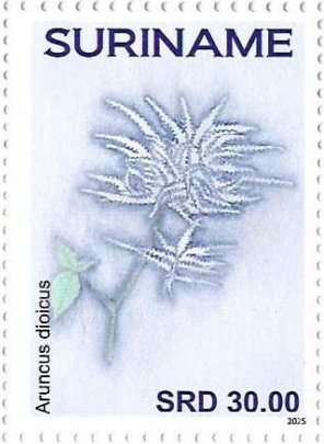 Aruncus diocicus