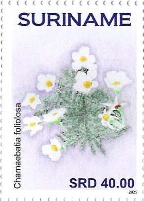 Chamaebatia foliolosa