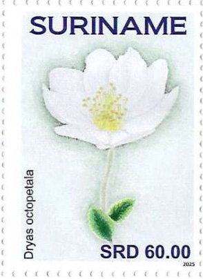 Dryas octopetala