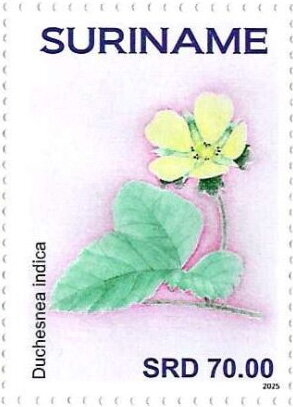 Duchesnea indica