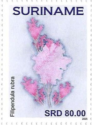 Filipendula rubra