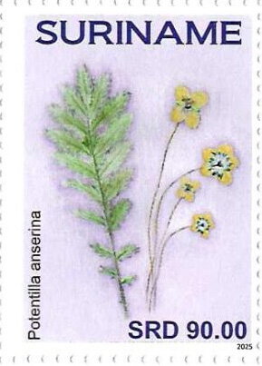 Potentilla anserina