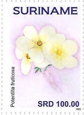 Potentilla fruticosa