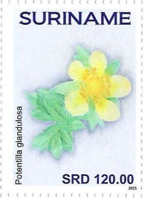 Potentilla gladulosa