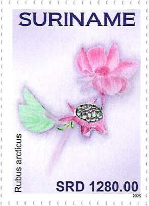 Stamp, Rubus arcticus, Suriname,  , Flowers