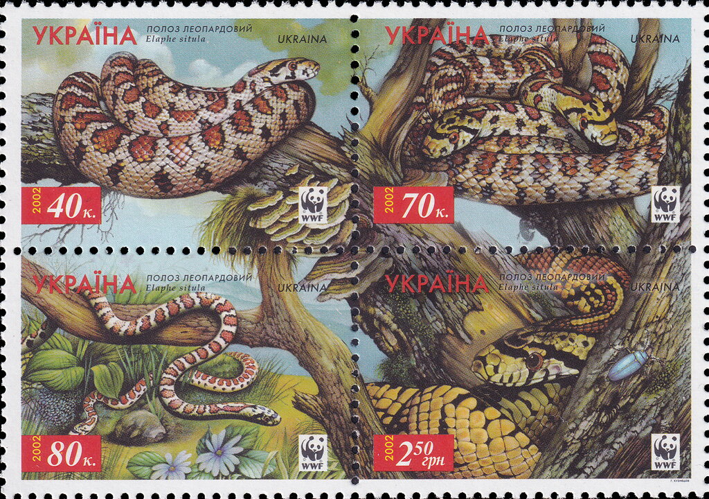 Leopard Snake (Elaphe situla)