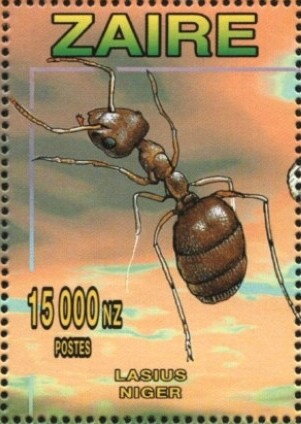 Black Ant
