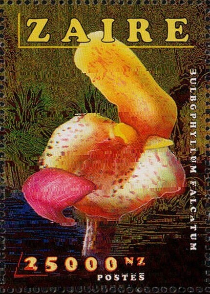 Bullbophyllum falcatum