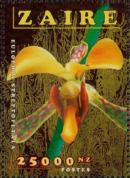 Eulophia streptopetala