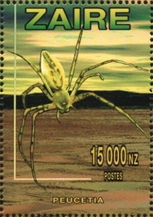 Green lynx spider (Peucetia)