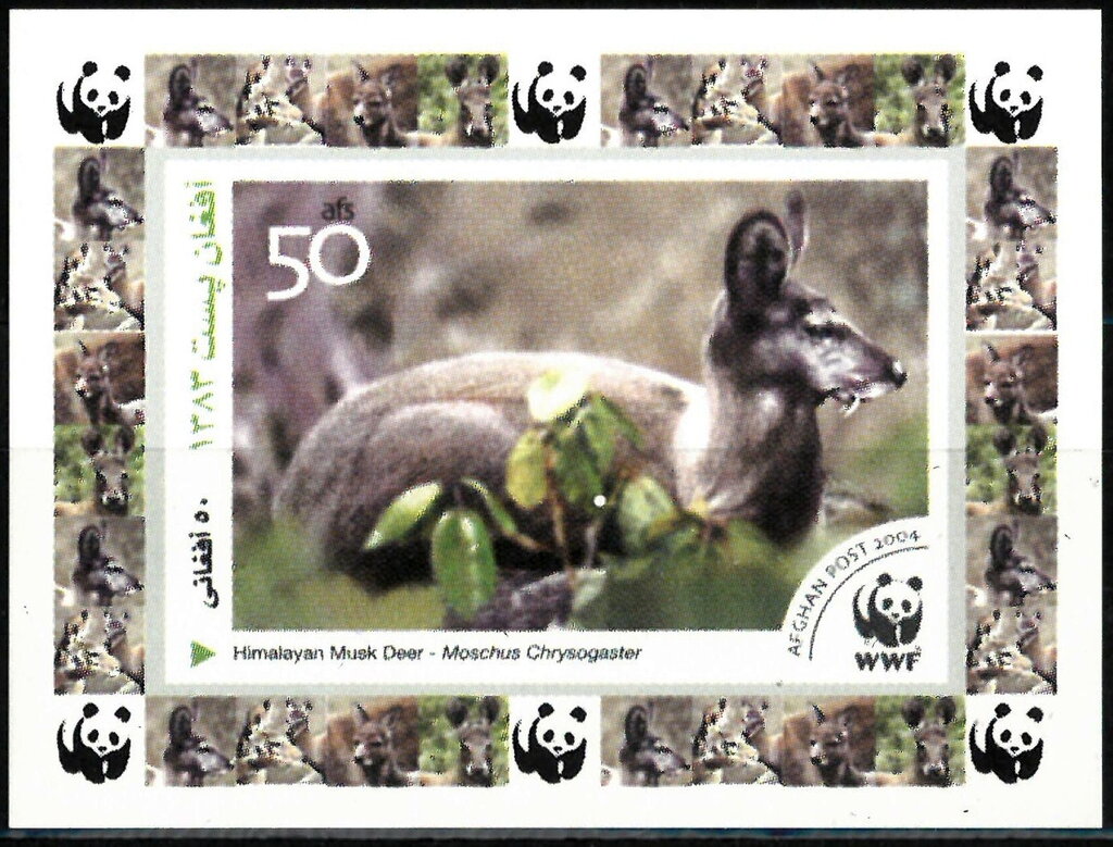 Himalayan Musk Deer (Moschus chrysogaster)