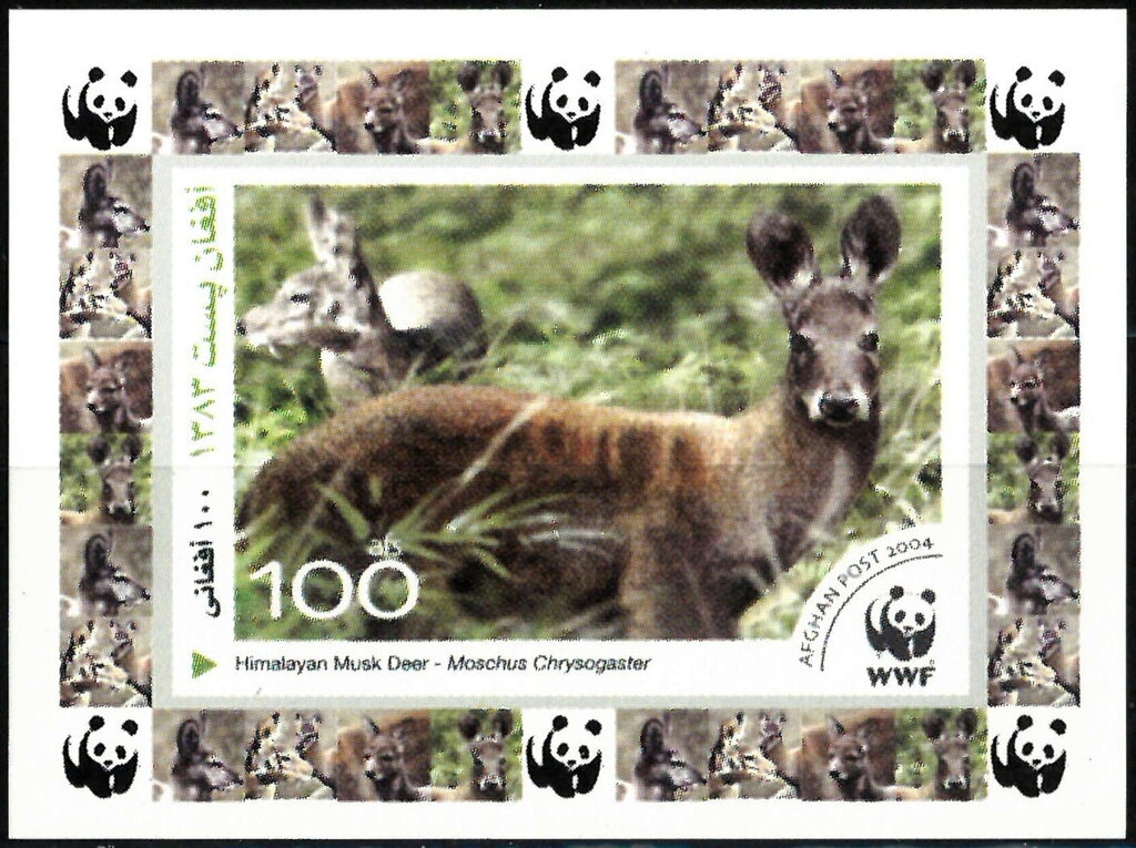 Himalayan Musk Deer (Moschus chrysogaster)