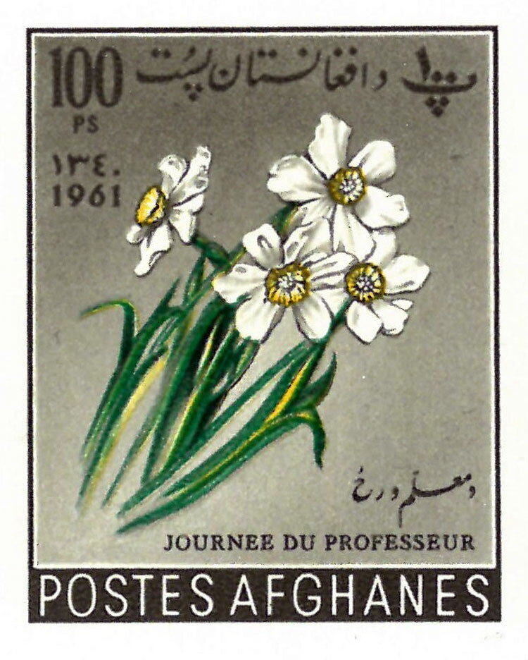 Narcissus