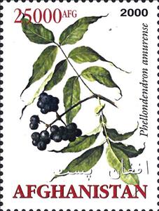 Stamp, Medicinal Plants, Afghanistan,  , Medicines, Plants (Flora)