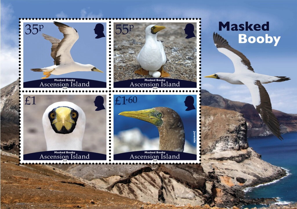 Masked Booby (Sula dactylatra)
