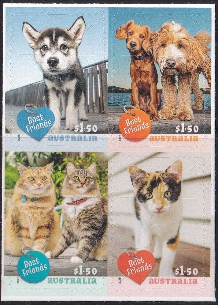 Best Friends : Cats & Dogs