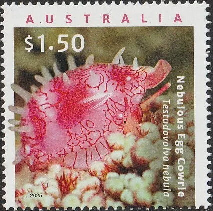 Nebulous Egg Cowrie (Testudovolva nebula)
