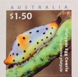 Platypus Egg Cowrie (Cuspivolva platysia)