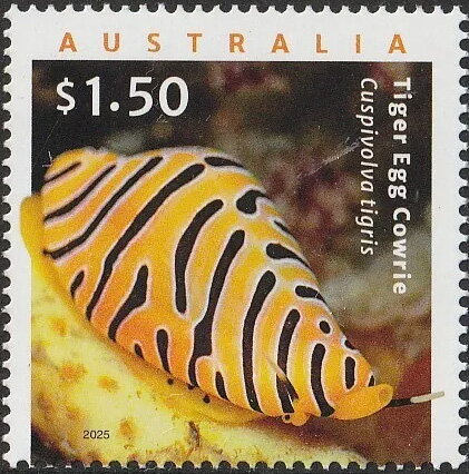Tiger Egg Cowrie (Cuspivolva tigris)