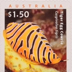 Tiger Egg Cowrie (Cuspivolva tigris)