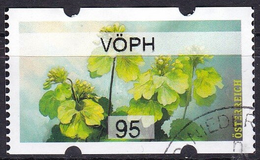 Alpine Lady's Mantle (Alchemilla alpina)