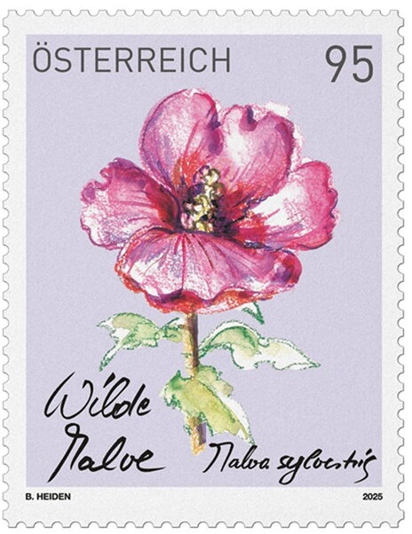 Common Mallow (Malva neglecta)