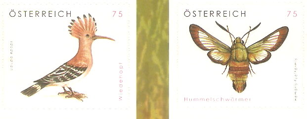 Eurasian Hoopoe (Upupa epops), Broad-bordered Bee Hawkmoth