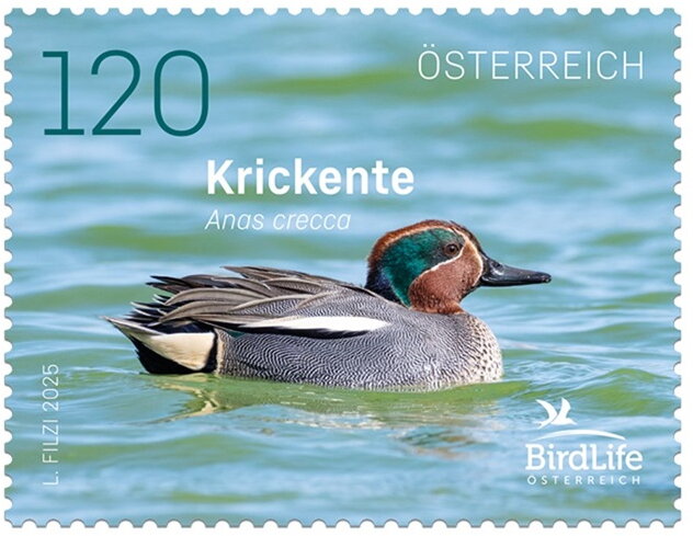 Eurasian teal (Anas crecca)