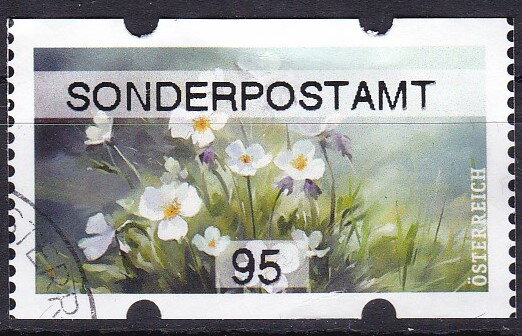 Eyebright (Euphrasia sp.)