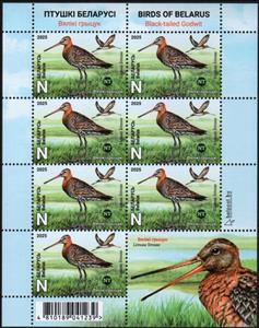 Full Pane, Black-tailed Godwit, Belarus,  , Animals (Fauna), Birds