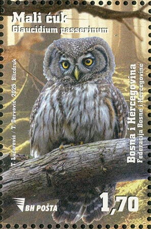 Eurasian Pygmy Owl (Glaucidium passerinum)