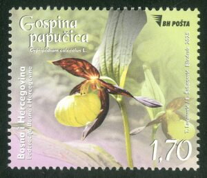 Lady's Slipper Orchid (Cypripedium calceolus)