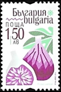 Fig (Ficus carica)