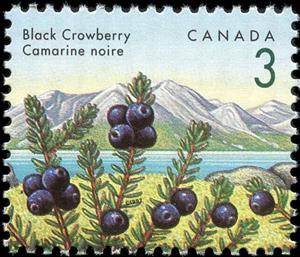 Stamp, Black Crowberry (Empetrum nigrum), Canada,  , Fruits and Berries, Plants (Flora)