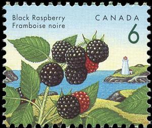 Stamp, Black Raspberry (Rubus leucodermis), Canada,  , Fruits and Berries, Lighthouses, Plants (Flora)